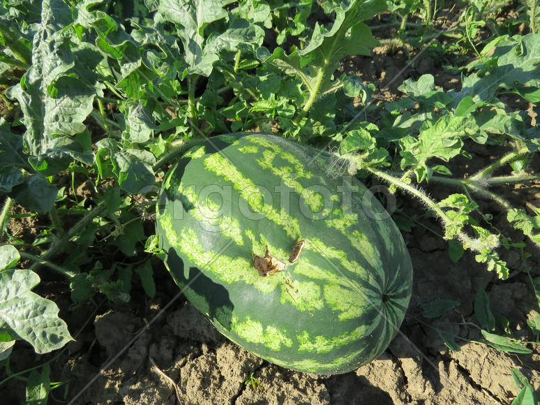 The growing water-melon in the field. Cultivation of melon cultures