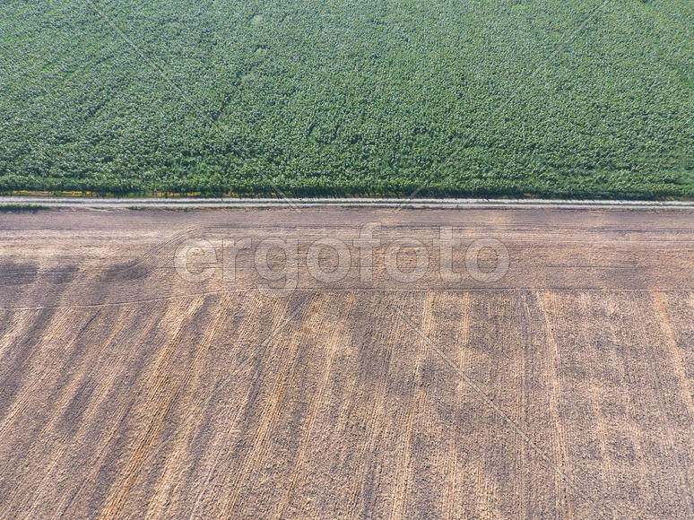 Граница между полями пшеницы и подсолнухов.