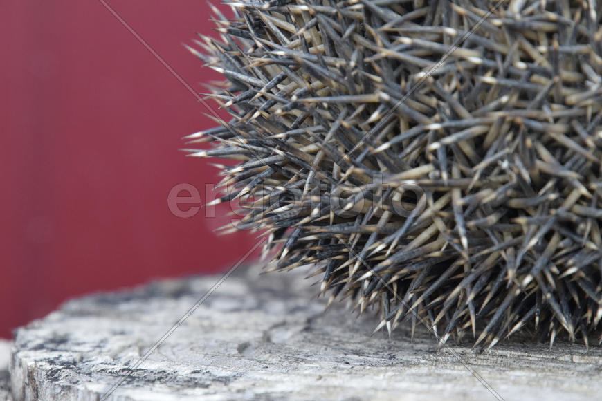 Иголки на спине у ежа 