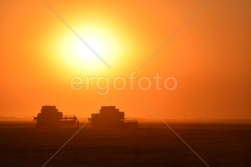 Harvesting by combines at sunset. Agricultural machinery in operation.