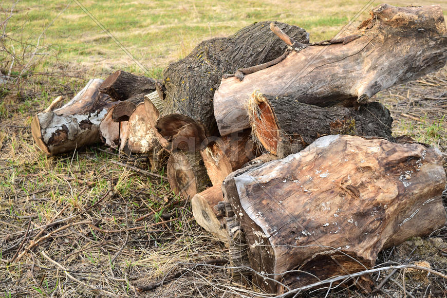 A small pile of firewood stacked. Old Hemp, affected by fungi and lichen. Firewood for baths