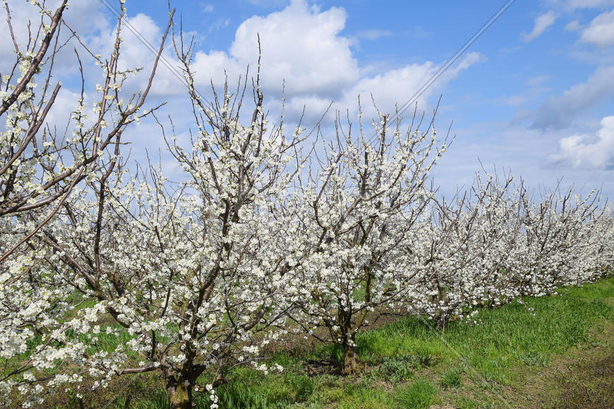 Flowering plum garden. Farm garden in spring
