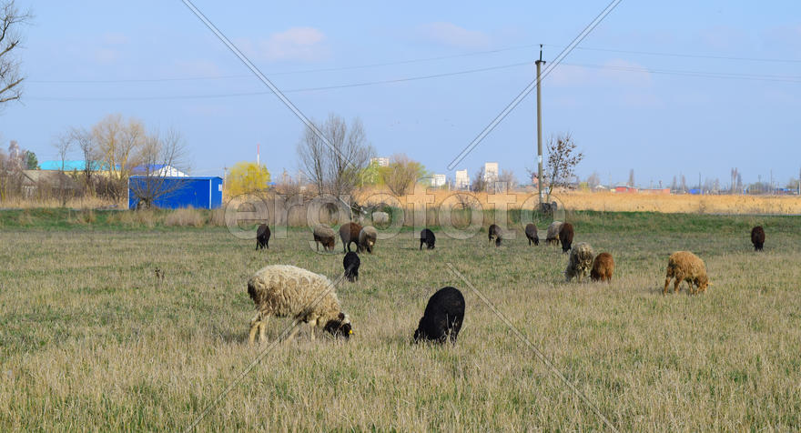 Sheep in the pasture. Grazing sheep herd in the spring field near the village. Sheep of different br