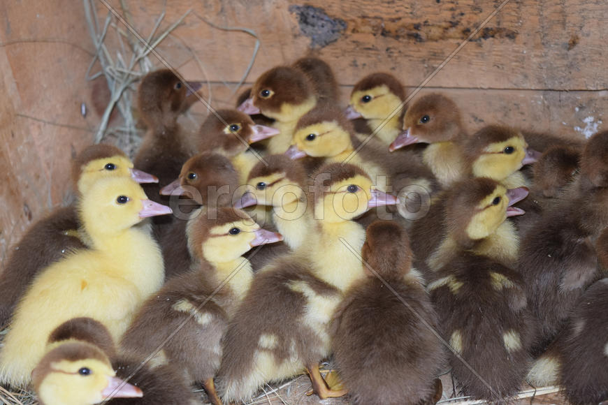 Ducklings of a musky duck. Ducklings of a musky duck in the shelter with hay on a floor and a box