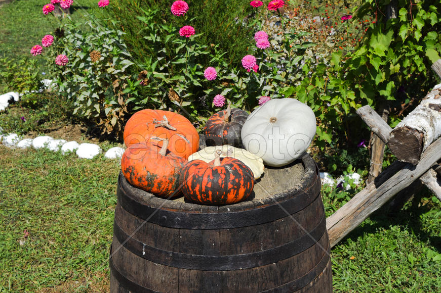 Разноцветные тыквы на деревянной бочке.