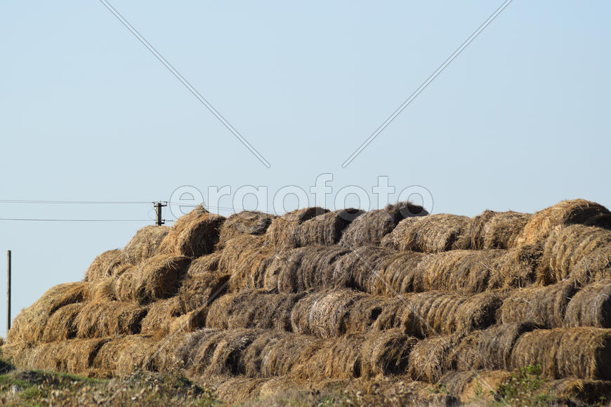 The Haystacks in the field. Summer haymaking