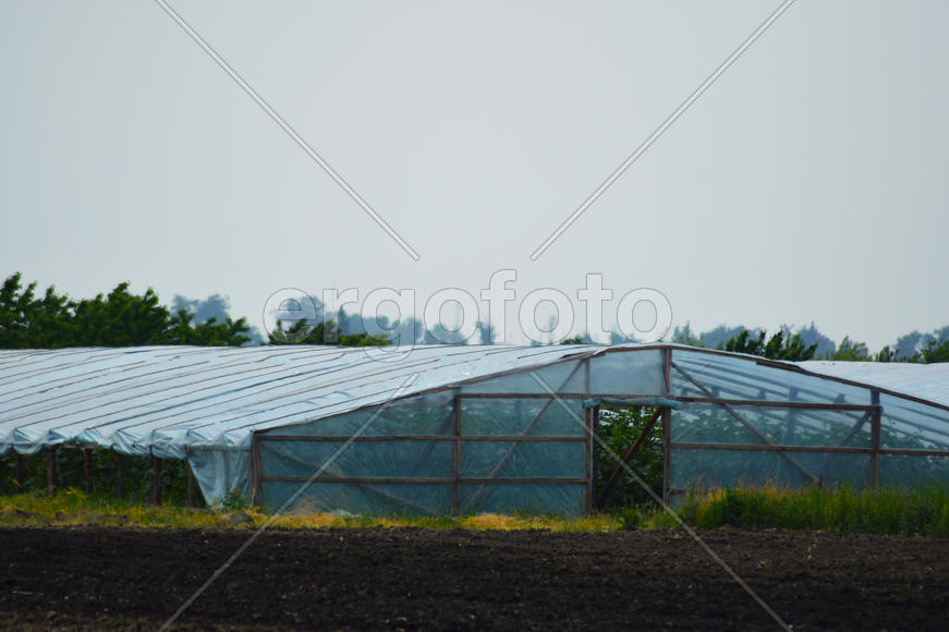 The greenhouse with cucumbers. Cultivation of cucumbers in the protected soil