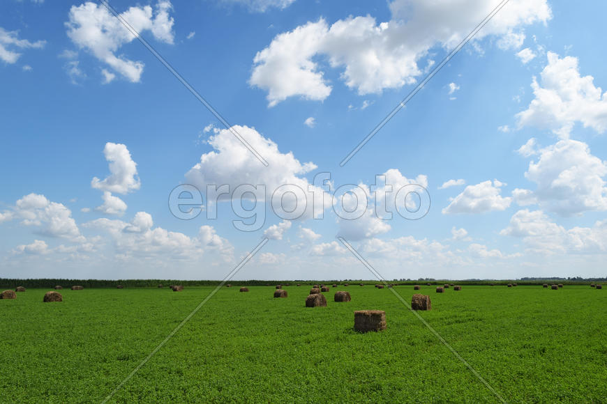 Haystacks rolled up in bales of alfalfa. Forage for livestock in winter