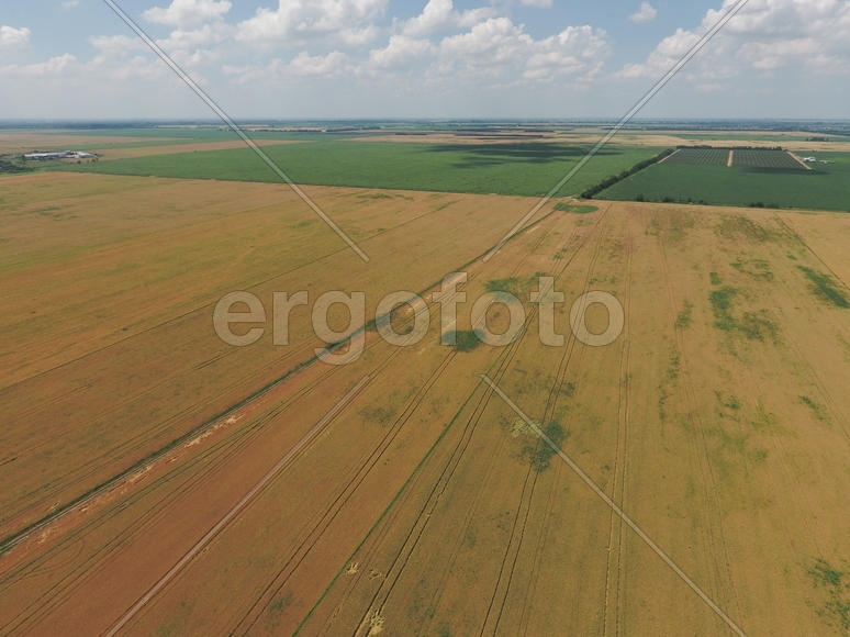 Field of ripe wheat. Growing crops in the fields. View from above.