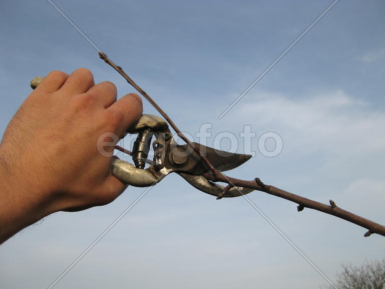 Pruning shears trees. Work in the garden of. Cutting branches, restoring order. Caring for the trees
