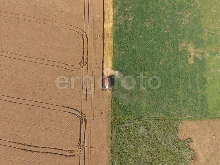 Cleaning wheat harvester. Ripe wheat harvester mowed and straw easily sprayed behind him. Top view.