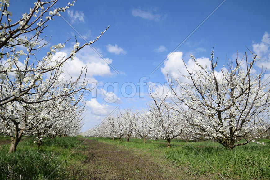 Flowering plum garden. Farm garden in spring