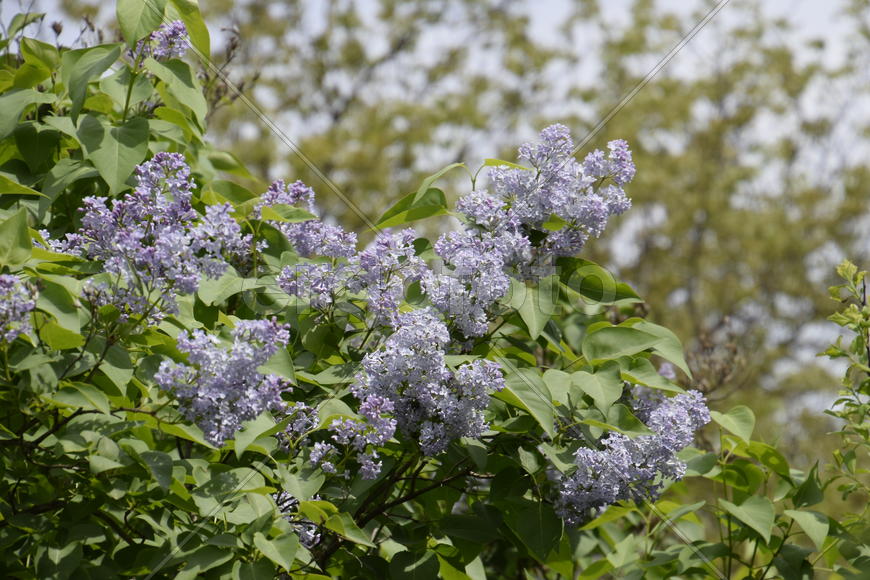 Цветы сирени на фоне зеленой листвы 