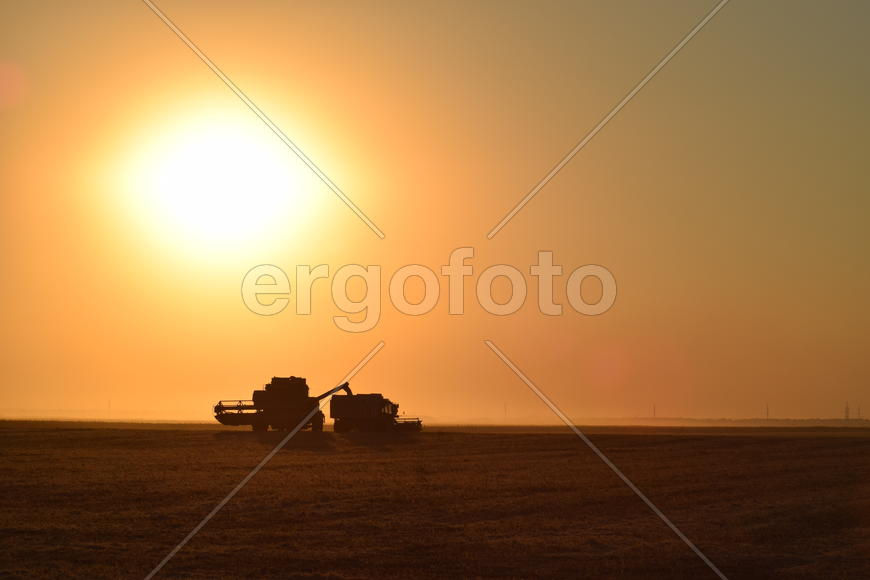 Harvesting by combines at sunset. Agricultural machinery in operation.