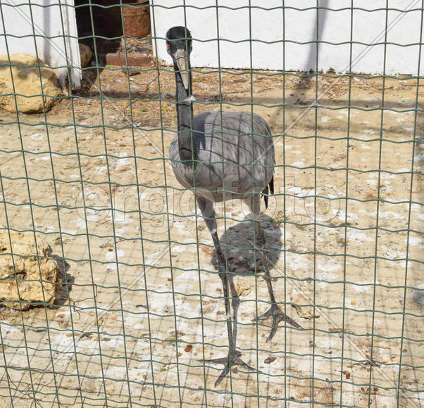 Журавль в клетке.