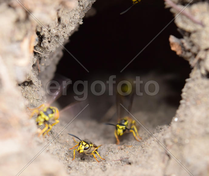 Log into the slot vespula vulgaris. Wormhole leading to the hornet's nest in the ground