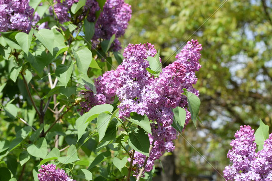 Цветы сирени на фоне зеленой листвы 