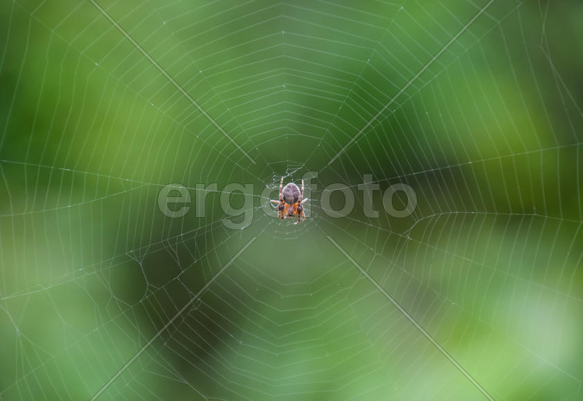 Небольшой паук в своей паутине