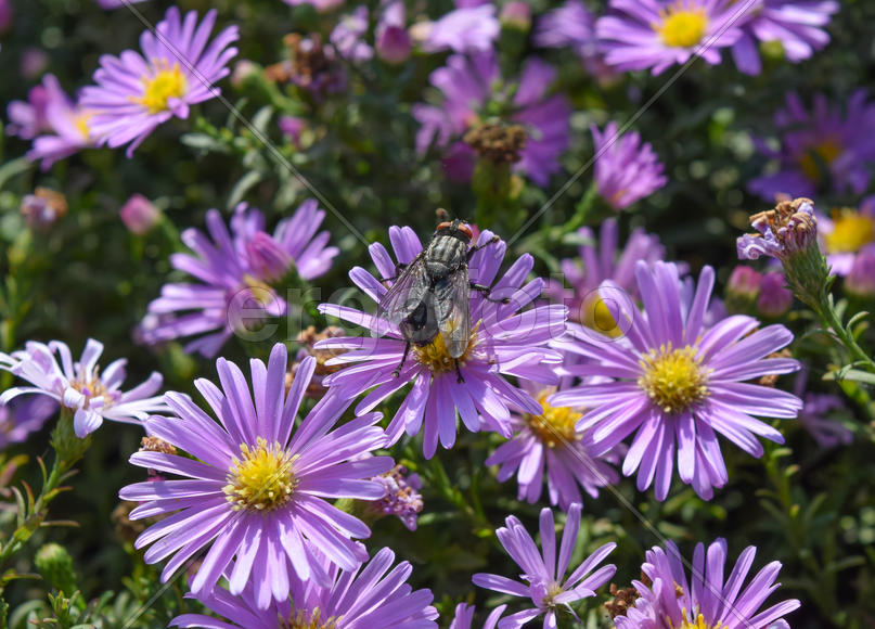 Насекомые опыляют цветы.