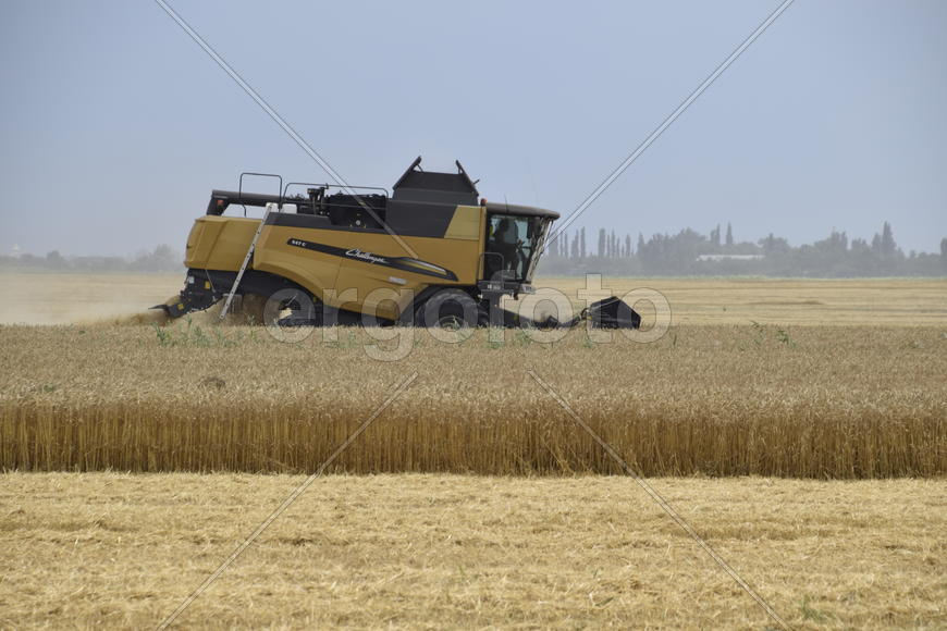 Russia, Temryuk - 01 July 2016: Kombain collects on the wheat crop. Agricultural machinery in the fi