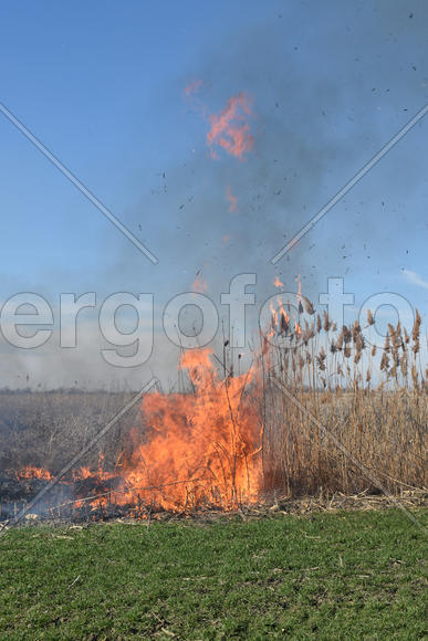 Burning dry grass and reeds. Cleaning the fields and ditches of the thickets of dry grass