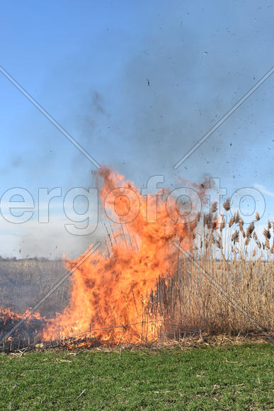 Burning dry grass and reeds. Cleaning the fields and ditches of the thickets of dry grass