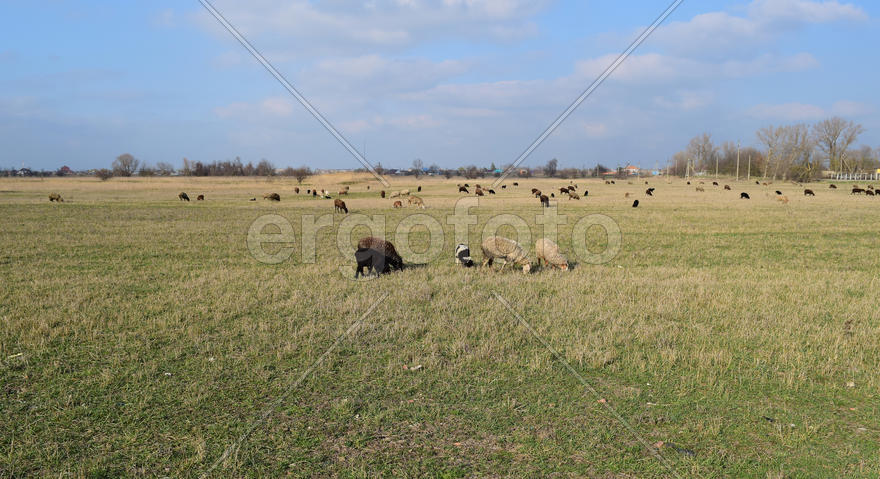 Sheep in the pasture. Grazing sheep herd in the spring field near the village. Sheep of different