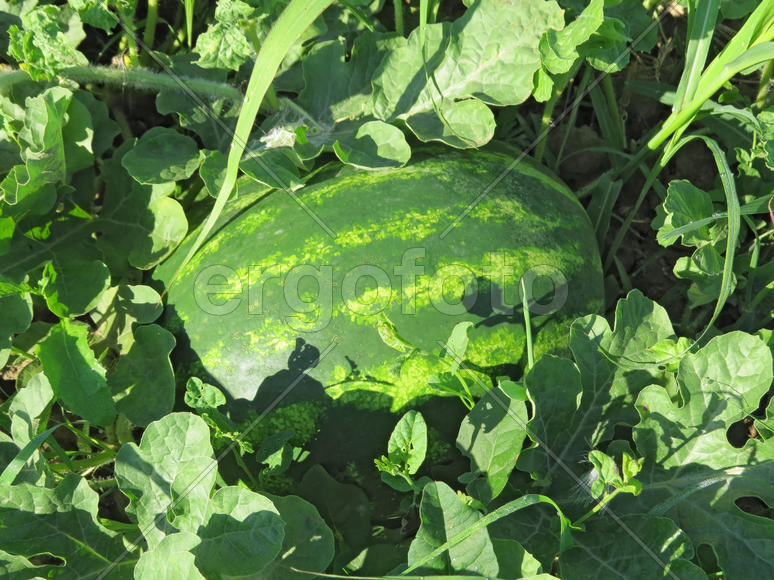 The growing water-melon in the field. Cultivation of melon cultures