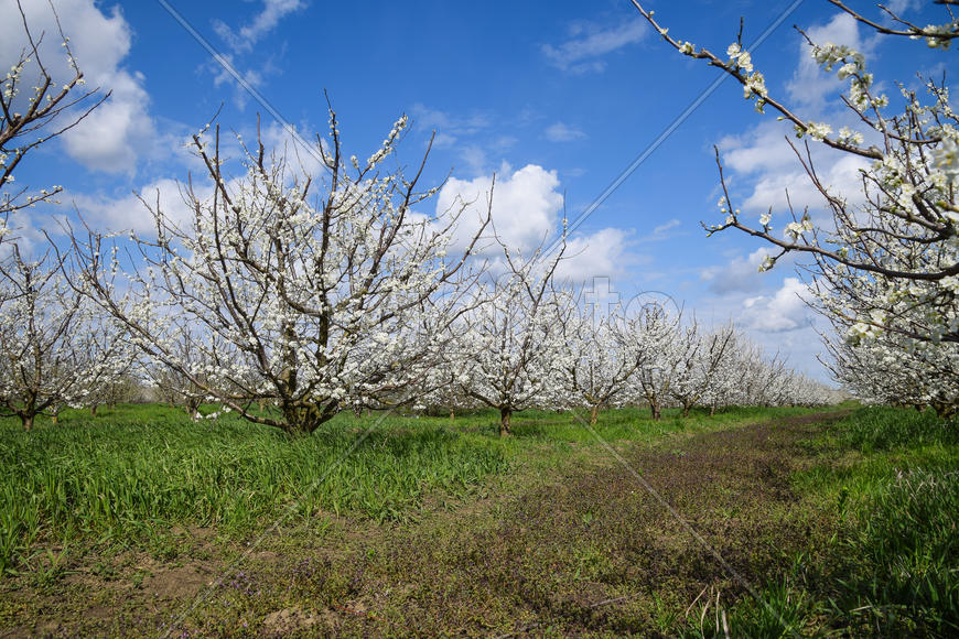 Flowering plum garden. Farm garden in spring