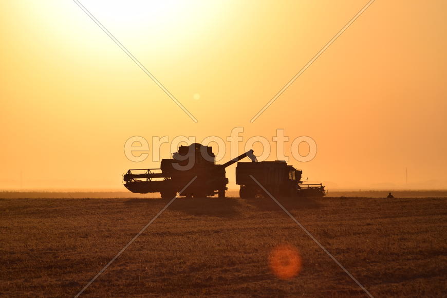 Harvesting by combines at sunset. Agricultural machinery in operation.