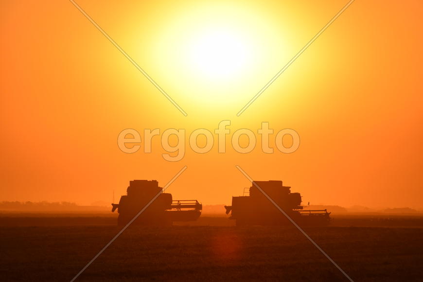 Harvesting by combines at sunset. Agricultural machinery in operation.