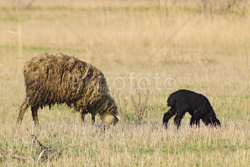 Sheep in the pasture. Grazing sheep herd in the spring field near the village. Sheep of different
