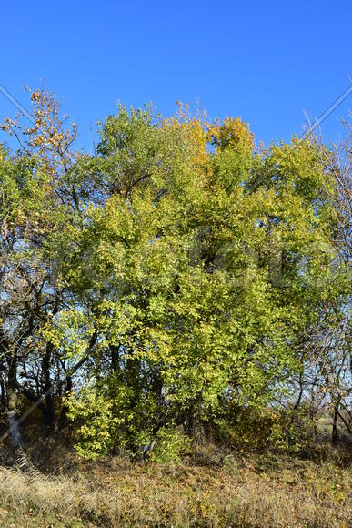 Wild apricot with the turned yellow leaves. Autumn landscape