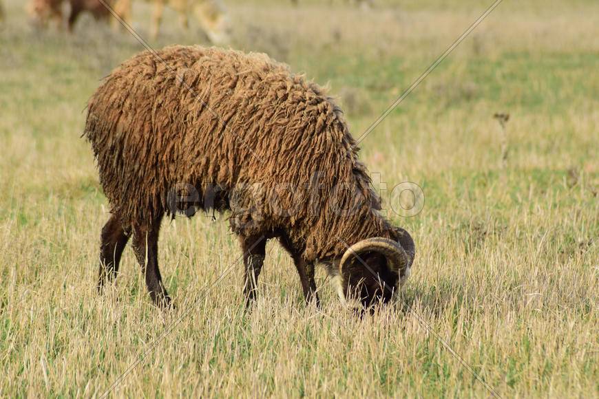 Sheep in the pasture. Grazing sheep herd in the spring field near the village. Sheep of different 