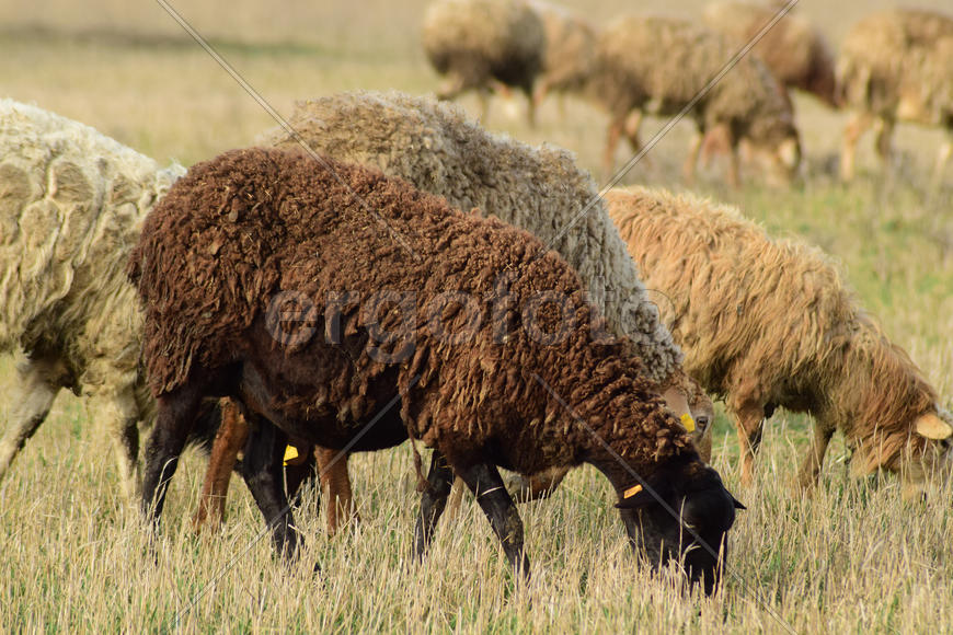 Sheep in the pasture. Grazing sheep herd in the spring field near the village. Sheep of different