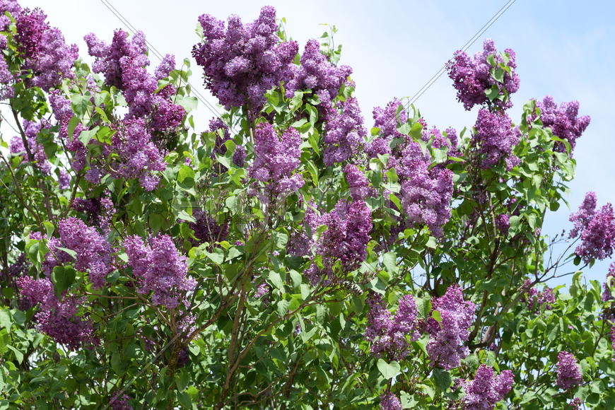 Цветы сирени на фоне зеленой листвы 