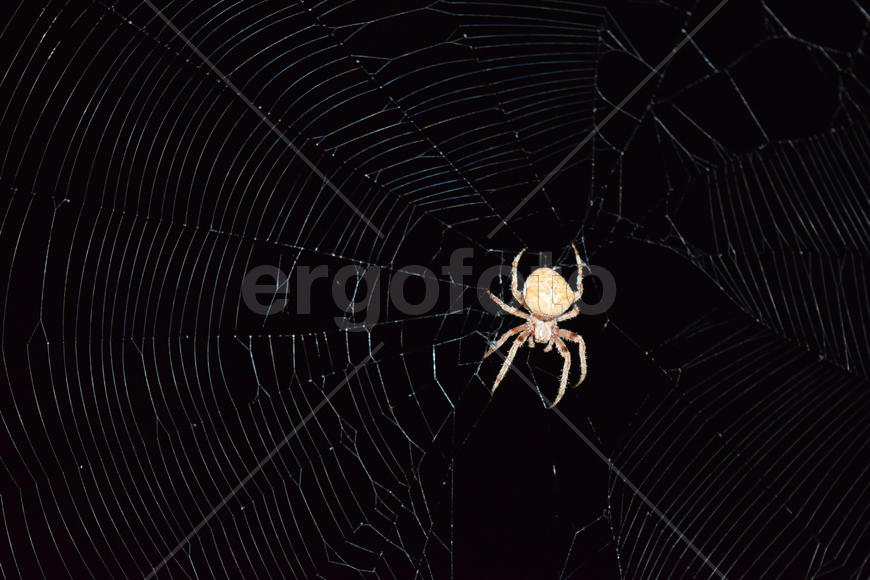 Araneus Spider hunts at night. Night spider on its web