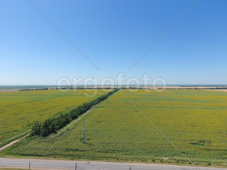 Field of sunflowers. Aerial view of agricultural fields flowering oilseed. Top view.