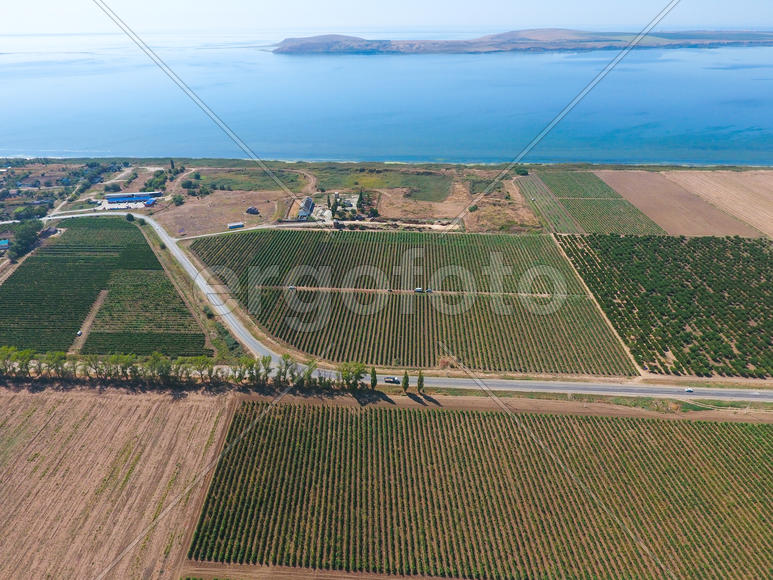 Виноградники с высоты птичьего полета. Вид сверху на сад.