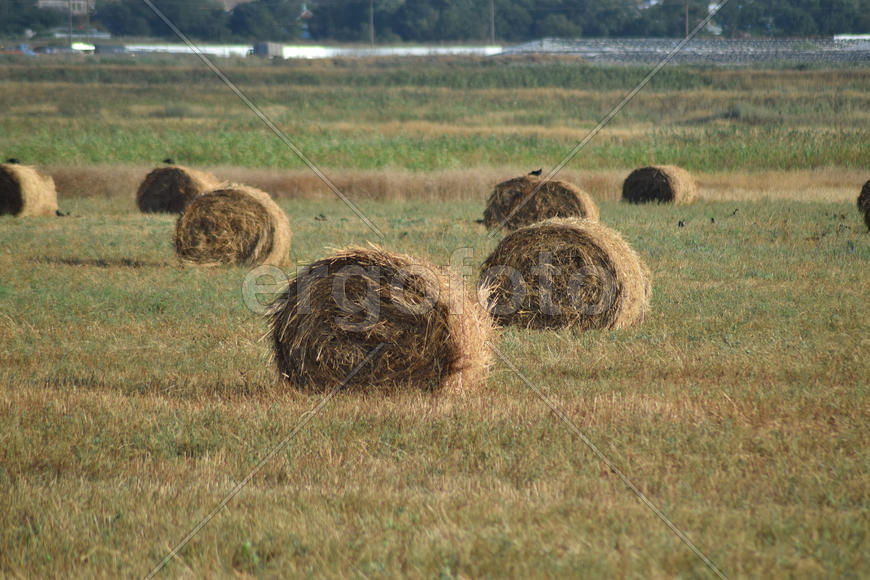 The Haystacks in the field. Summer haymaking