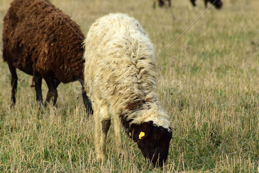 Sheep in the pasture. Grazing sheep herd in the spring field near the village. Sheep of different