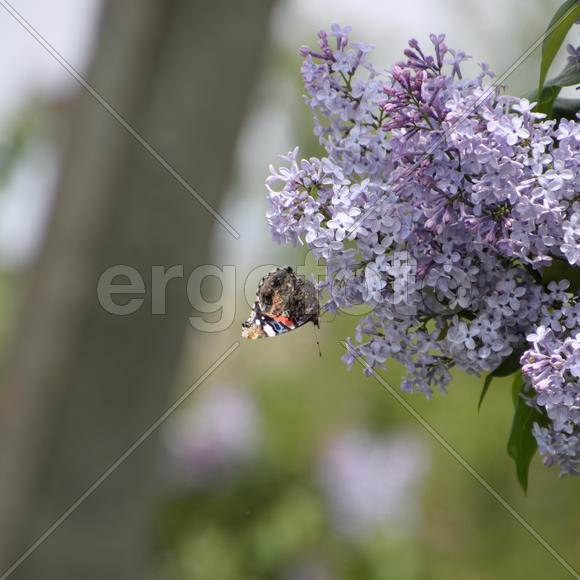Бабочка крапивница на цветке сирени 