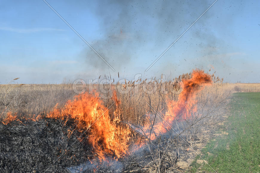 Burning dry grass and reeds. Cleaning the fields and ditches of the thickets of dry grass