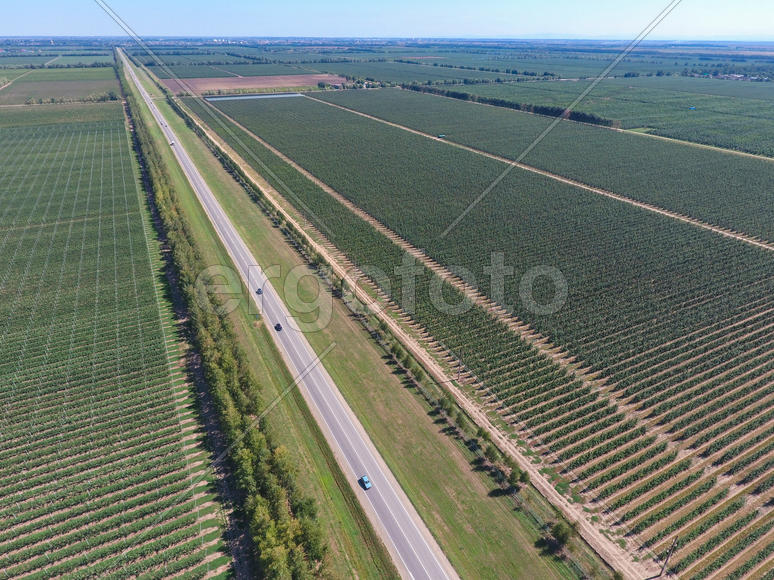Аэросъемка. Ряды яблоневых деревьев в саду 