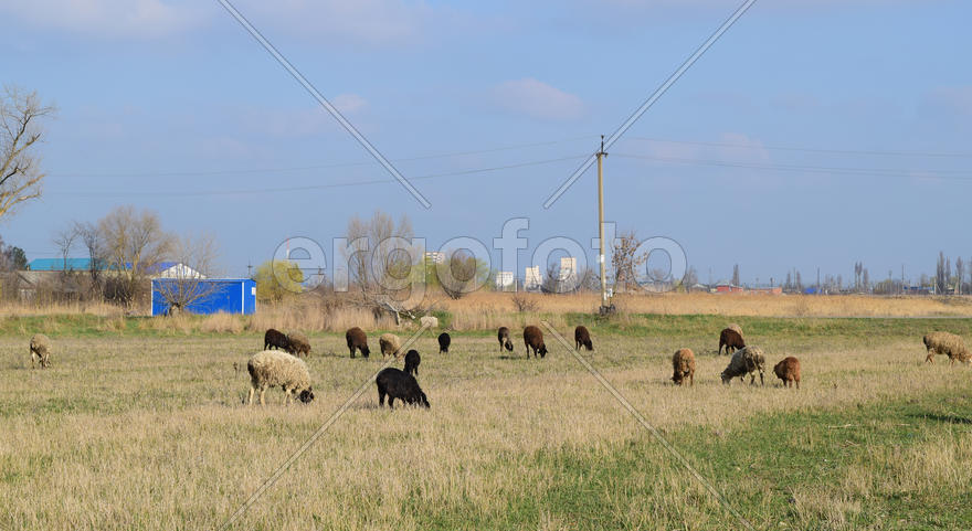 Sheep in the pasture. Grazing sheep herd in the spring field near the village. Sheep of different br