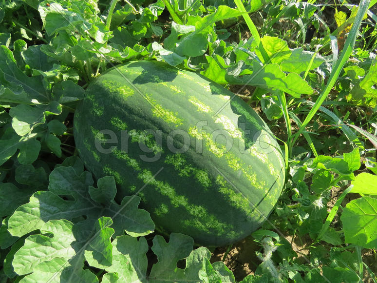 The growing water-melon in the field. Cultivation of melon cultures