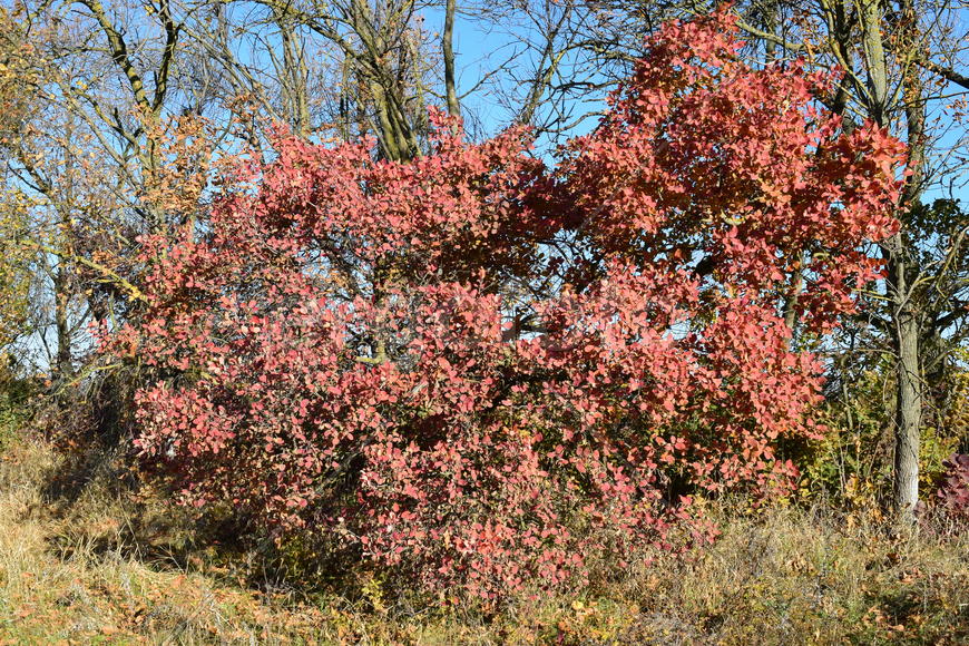 Autumn red color of leaves of cotinus coggygria. Paints of the fall