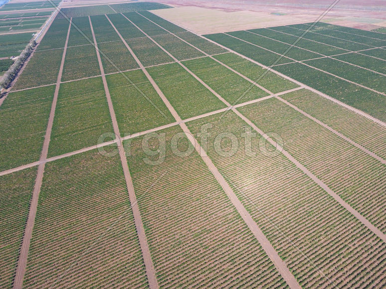 Виноградники с высоты птичьего полета. Вид сверху на сад.