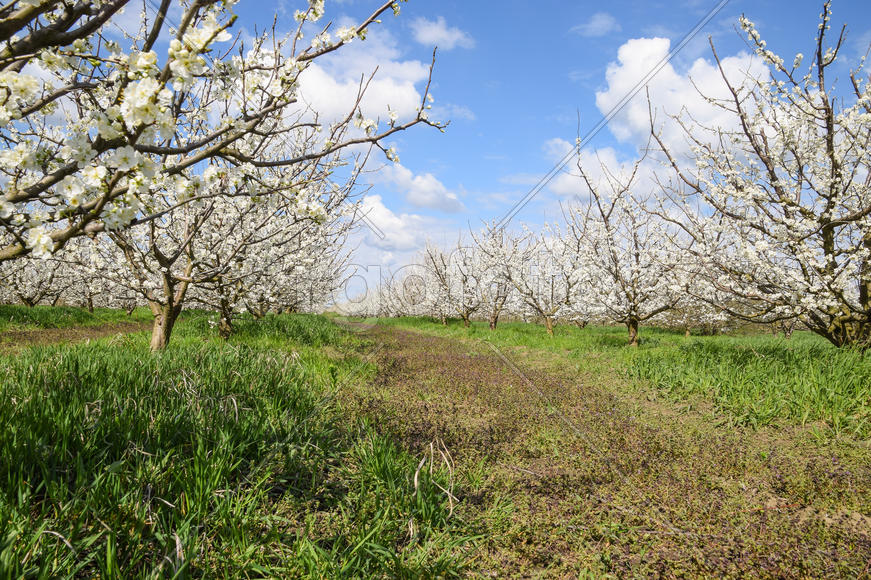 Flowering plum garden. Farm garden in spring