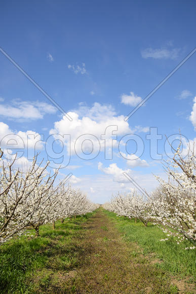 Flowering plum garden. Farm garden in spring